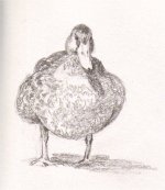 mallard pencil2.jpg