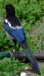 magpie_2.jpg