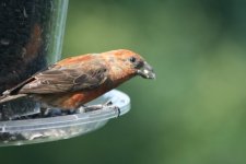 Red crossbill.jpg