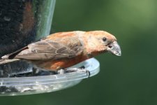 Red crossbill2.jpg