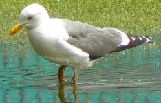 Gull1.JPG