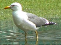 Gull2.JPG