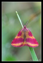 pink_moth.jpg