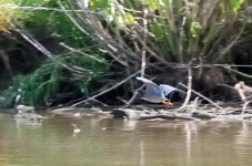 GreenHeron_7763.jpg