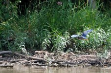 GreenHeron_7766.jpg