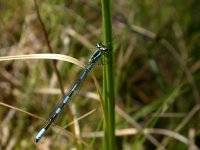 Northern-Damselfly.jpg