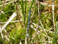 Northern-Damselfly4.jpg