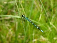 Northern-Damselfly5.jpg