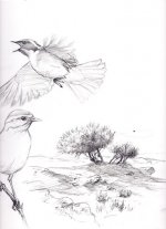 Redstart-sketch-2.jpg