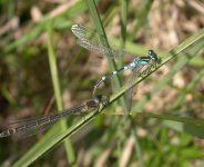 Irish-Damselfly (5).jpg