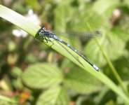 Irish-Damselfly (9).jpg