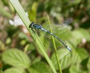 Irish-Damselfly (12).jpg