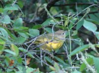 Nashville Warbler.jpg