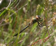 Northern Emerald (2).jpg