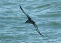 SootyShearwater2.jpg