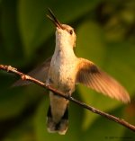 IMG_4980who.jpg