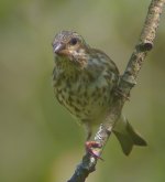 House Finch 07.jpg