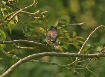 Dark-eyed-Junco-(1)-Langham.jpg