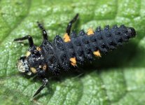 nladybirdlarva1.jpg