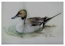 pintail drakeIslay06.JPG