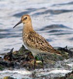 dunlin shore.jpg