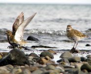 golden plovers.jpg