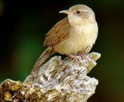 House Wren 6-22-07 DSC00488web-sm.jpg