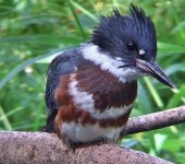 Belted Kingfisher F30 6-27-07 F0606web.jpg