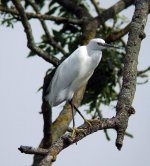 Little-Egret.jpg