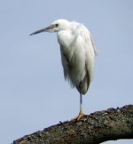 Little-Egret-2.jpg