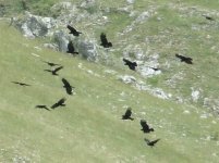 Chough2.jpg