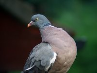 Wood-Pigeon.jpg