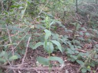 Broad Leaved Helleborine2.jpg