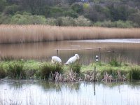 duck marsh looking from hide 3.jpg