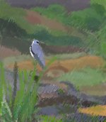 Black-shouldered Kite1.jpg