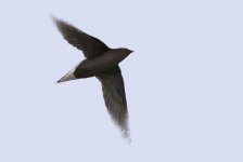 Brown%20Needletail%20copy-r.jpg