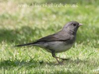 darkeyedjunco_140707_0001.jpg