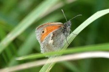 IMG_7132.1-bf-Small-Heath.jpg