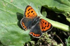 IMG_6543.1-bf-Small-Copper.jpg