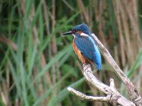 Kingfisher small.jpg