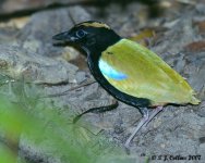 Rainbow Pitta Pitta iris Howard springs 4555c 16-6-07.jpg