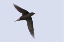 Brown Needletail2 copy.jpg