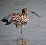 curlew.groom DSCF5363.jpg