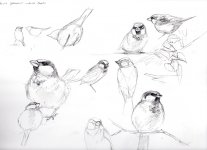 img-Garden-sketches001.jpg