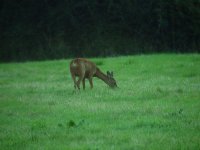 Roe-Deer-2.jpg