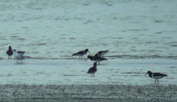 Oystercatchers.jpg