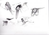 img-Garden-sketches006.jpg