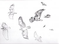 img-Buzzard-flight-sketches.jpg