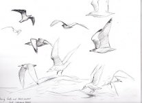 img-gull-sketches001.jpg