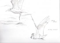 img-gull-sketches002.jpg